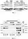 Fig. 06 - METHODS OF TREATING TNNI3-MEDIATED CARDIOMYOPATHY