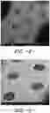 Fig. 08 - WOUND CARE DEVICE HAVING FLUID TRANSFER AND ADHESIVE PROPERTIES
