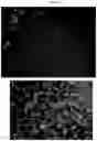 Fig. 04 - Non-cultured, partially digested, cryopreserved cartilage product