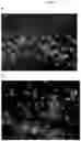 Fig. 06 - Non-cultured, partially digested, cryopreserved cartilage product