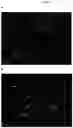 Fig. 07 - Non-cultured, partially digested, cryopreserved cartilage product
