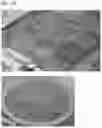 Fig. 05 - DECELLULARIZED PLACENTAL MEMBRANE AND METHODS OF PREPARING AND USE THEREOF