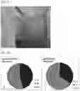 Fig. 08 - DECELLULARIZED PLACENTAL MEMBRANE AND METHODS OF PREPARING AND USE THEREOF