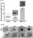Fig. 07 - THERAPEUTIC HYDROGEL DEVICE