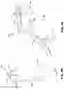 Fig. 36 - Endoscopic balloon dilator systems