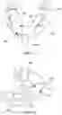 Fig. 19 - DEVICE TO ELECTROMAGNETICALLY STIMULATE NEW ORGANIC CELL PROLIFERATION