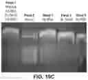 Fig. 12 - Substrate with channels for controlled fluid flow