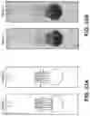 Fig. 25 - Substrate with channels for controlled fluid flow