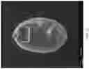Fig. 24 - Metal macrostructures