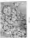 Fig. 25 - Metal macrostructures