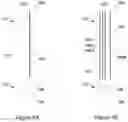 Fig. 06 - Pole structure suitable for providing a smart pole