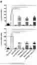 Fig. 05 - Using adiponectin receptor agonists to treat inflammation and bone diseases in diabetes