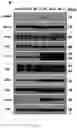 Fig. 23 - Using adiponectin receptor agonists to treat inflammation and bone diseases in diabetes