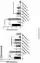 Fig. 30 - Using adiponectin receptor agonists to treat inflammation and bone diseases in diabetes