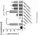 Fig. 31 - Using adiponectin receptor agonists to treat inflammation and bone diseases in diabetes