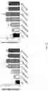 Fig. 41 - Using adiponectin receptor agonists to treat inflammation and bone diseases in diabetes