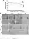 Fig. 43 - Using adiponectin receptor agonists to treat inflammation and bone diseases in diabetes
