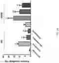 Fig. 46 - Using adiponectin receptor agonists to treat inflammation and bone diseases in diabetes