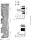 Fig. 58 - Using adiponectin receptor agonists to treat inflammation and bone diseases in diabetes