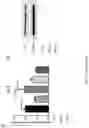 Fig. 64 - Using adiponectin receptor agonists to treat inflammation and bone diseases in diabetes