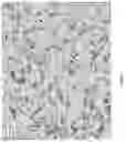 Fig. 02 - PIROCTONE OLAMINE RECRYSTALLIZATION
