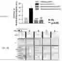 Fig. 08 - Compound modulating GSK-3 activity