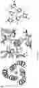 Fig. 02 - AMANTADINE BINDING PROTEIN