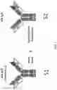 Fig. 02 - HETEROMULTIMERIC PROTEINS AND METHODS OF USE THEREOF