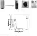Fig. 02 - Crystalline, two dimensional polymers and a process for the preparation thereof