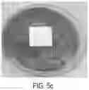 Fig. 09 - Coating compositions containing low molecular weight chitosan composition