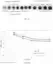 Fig. 17 - Solvent deasphalting dearomatization process for heavy oil upgradation