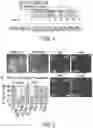 Fig. 02 - METHOD OF NOCICEPTOR DIFFERENTIATION OF HUMAN EMBRYONIC STEM CELLS AND USES THEREOF
