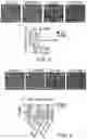 Fig. 03 - METHOD OF NOCICEPTOR DIFFERENTIATION OF HUMAN EMBRYONIC STEM CELLS AND USES THEREOF