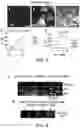 Fig. 04 - METHOD OF NOCICEPTOR DIFFERENTIATION OF HUMAN EMBRYONIC STEM CELLS AND USES THEREOF