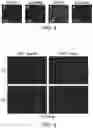 Fig. 06 - METHOD OF NOCICEPTOR DIFFERENTIATION OF HUMAN EMBRYONIC STEM CELLS AND USES THEREOF