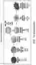 Fig. 14 - METHOD OF NOCICEPTOR DIFFERENTIATION OF HUMAN EMBRYONIC STEM CELLS AND USES THEREOF