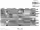 Fig. 19 - NOVEL GLIA-LIKE CELLS DIFFERENATIATED FROM SOMATIC CELLS, PREPARATION METHOD THEREFOR, COCKTAIL COMPOSITION FOR PREPARING SAME, CELL THERAPEUTIC AGENT FOR PREVENTING OR TREATING NEUROLOGICAL DISORDERS, COMPRISING SAME, AND METHOD FOR PREVENTING AND TREATING NEUROLOGICAL DISORDERS BY ADMINISTERING SAME