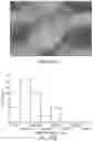 Fig. 30 - NOVEL GLIA-LIKE CELLS DIFFERENATIATED FROM SOMATIC CELLS, PREPARATION METHOD THEREFOR, COCKTAIL COMPOSITION FOR PREPARING SAME, CELL THERAPEUTIC AGENT FOR PREVENTING OR TREATING NEUROLOGICAL DISORDERS, COMPRISING SAME, AND METHOD FOR PREVENTING AND TREATING NEUROLOGICAL DISORDERS BY ADMINISTERING SAME