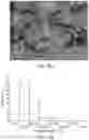Fig. 31 - NOVEL GLIA-LIKE CELLS DIFFERENATIATED FROM SOMATIC CELLS, PREPARATION METHOD THEREFOR, COCKTAIL COMPOSITION FOR PREPARING SAME, CELL THERAPEUTIC AGENT FOR PREVENTING OR TREATING NEUROLOGICAL DISORDERS, COMPRISING SAME, AND METHOD FOR PREVENTING AND TREATING NEUROLOGICAL DISORDERS BY ADMINISTERING SAME