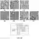 Fig. 42 - NOVEL GLIA-LIKE CELLS DIFFERENATIATED FROM SOMATIC CELLS, PREPARATION METHOD THEREFOR, COCKTAIL COMPOSITION FOR PREPARING SAME, CELL THERAPEUTIC AGENT FOR PREVENTING OR TREATING NEUROLOGICAL DISORDERS, COMPRISING SAME, AND METHOD FOR PREVENTING AND TREATING NEUROLOGICAL DISORDERS BY ADMINISTERING SAME