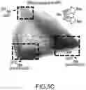 Fig. 18 - Compositions and methods of expansion of T cell populations