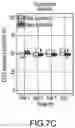 Fig. 30 - Compositions and methods of expansion of T cell populations