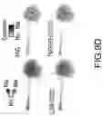 Fig. 38 - Compositions and methods of expansion of T cell populations