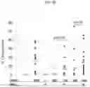 Fig. 13 - COMPOSITIONS AND METHODS FOR EXTRACTION OF MESENCHYMAL STEM CELLS