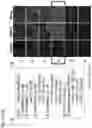 Fig. 03 - METHOD FOR INDUCING DIFFERENTIATION OF ALVEOLAR EPITHELIAL CELLS