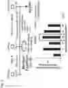Fig. 05 - METHOD FOR INDUCING DIFFERENTIATION OF ALVEOLAR EPITHELIAL CELLS