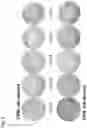 Fig. 07 - METHOD FOR INDUCING DIFFERENTIATION OF ALVEOLAR EPITHELIAL CELLS