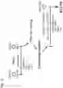 Fig. 20 - METHOD FOR INDUCING DIFFERENTIATION OF ALVEOLAR EPITHELIAL CELLS