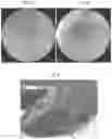Fig. 03 - MODELING ONCOLOGY ON DEMAND
