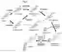 Fig. 03 - Glucuronosyltransferase, gene encoding same and use thereof